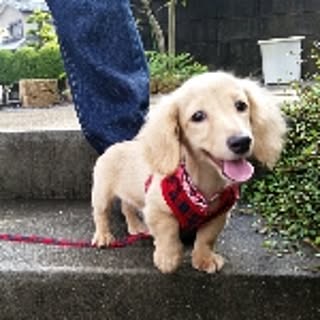 Akemi