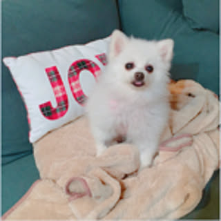 joy