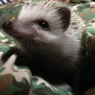 YUKi