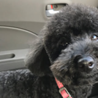 Rie