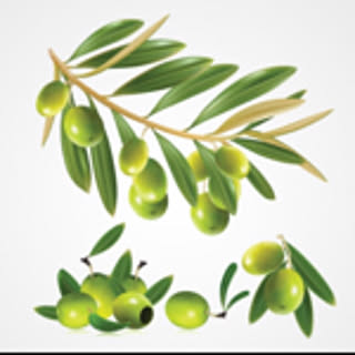 T-olive
