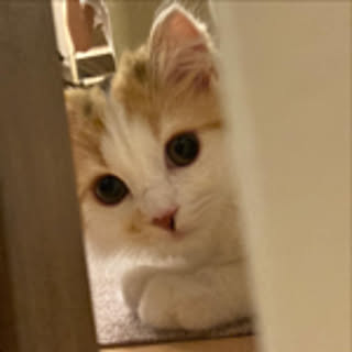 otono_cat