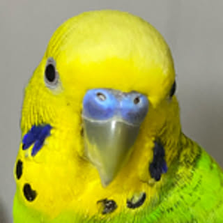 elca