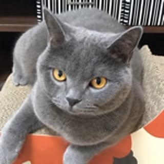 iromakimaki
