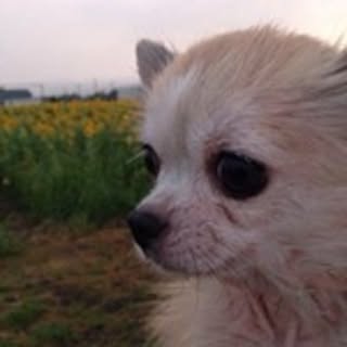 Kazu