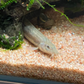roco3