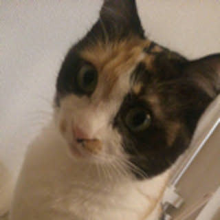 chikachika