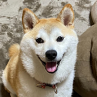 chiyo
