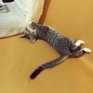koko
