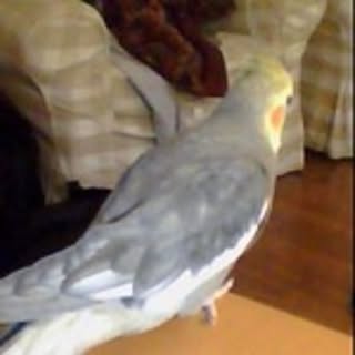 Fumie