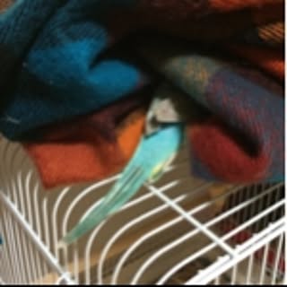 pino