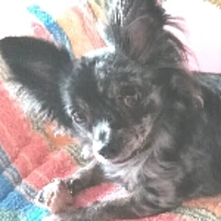 Junko