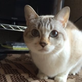 mimi