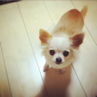 tom
