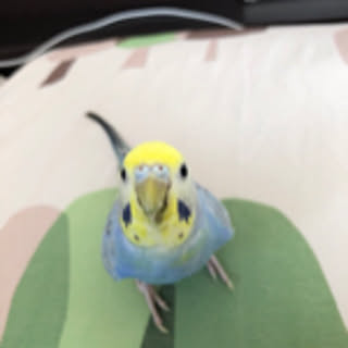 Ruyo