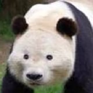 pandasyokudo