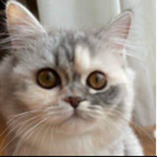 Risa