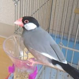 maichael