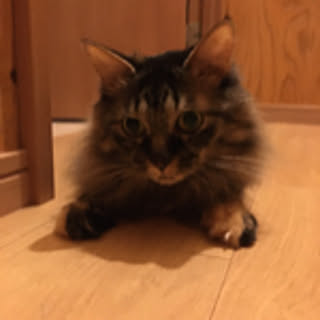 yuamoaf