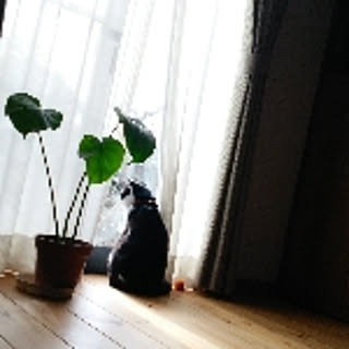 aym_dayo