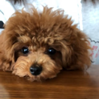 sappi