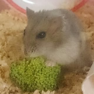 pukimatsu