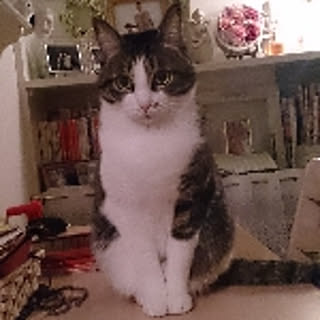 kimi