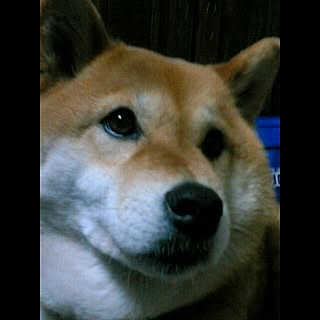 Akiko