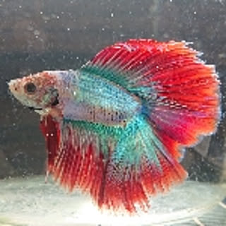 TANOYA