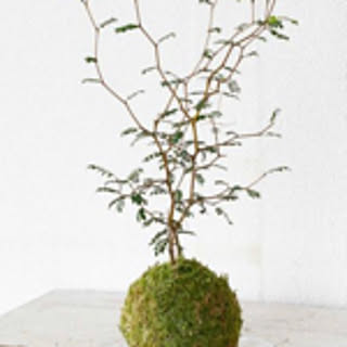 kokedama
