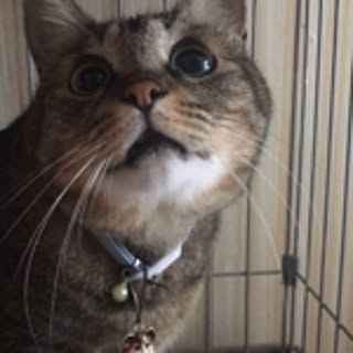 rie