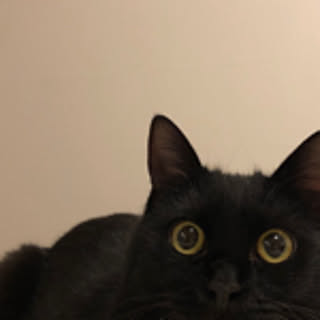 MaiaShibby