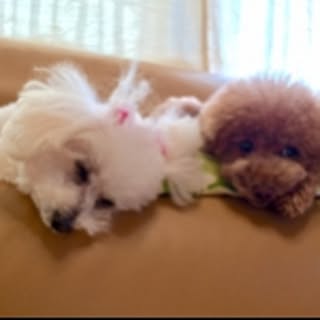 hana.call.coco