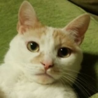 tarukko