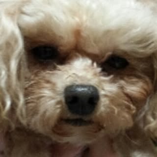 kumazon