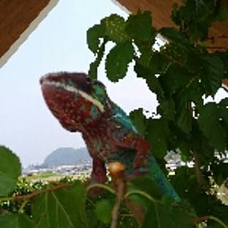 chobi