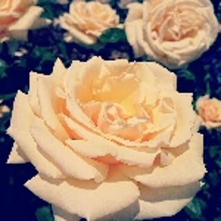 rosest555