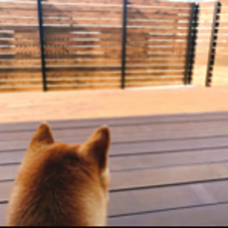 wanko