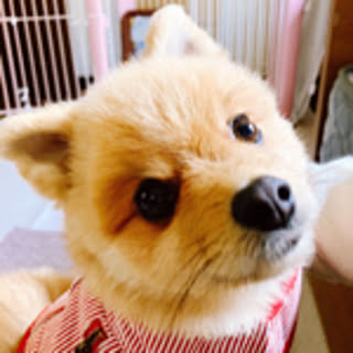 chiro-pyonchan
