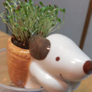 hiro