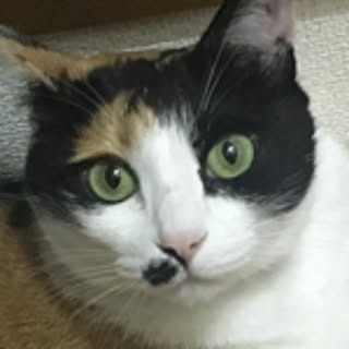 tanucat