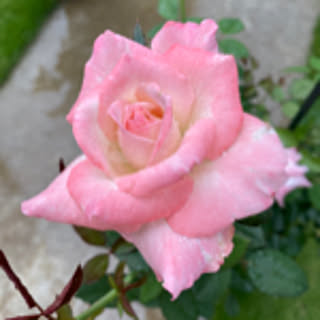 mame_piyo