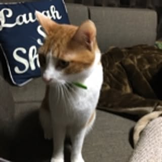 Cocoa