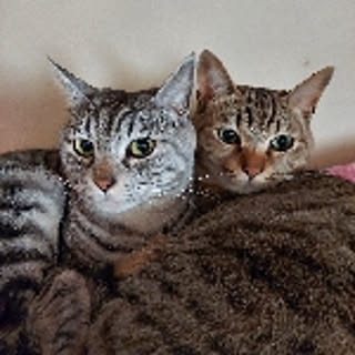 halu