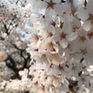 satomi