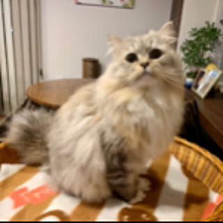 hiii
