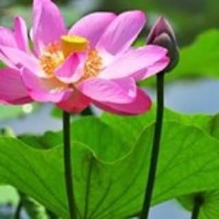 Mayumi
