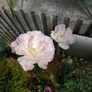 yutaimom71
