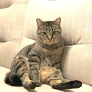 miiya