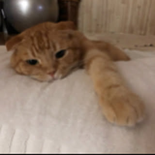 anda